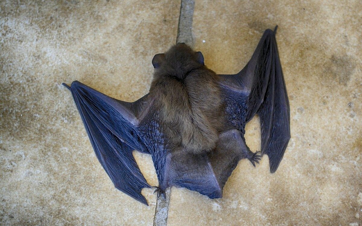 Eine Fledermaus von hinten im Hintergrund Stein Eine Fledermaus von hinten im Hintergrund Stein